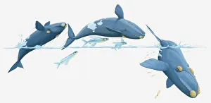 Illustration of whales and flying fish breaching Illustration of whales and flying fish breaching