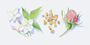 Illustration of white neroli flowers, pink bud and green leaves on stems, sandalwood wood chips Illustration of white neroli flowers, pink bud and green leaves on stems, sandalwood wood chips