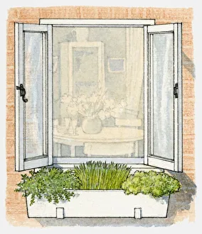 Illustration of window box containing herbs including chives and parsley Illustration of window box containing herbs including chives and parsley