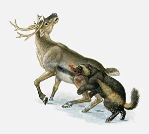 Illustration of Wolverine (Gulo gul) killing Caribou (Rangifer tarandus) in snow Illustration of Wolverine (Gulo gul) killing Caribou (Rangifer tarandus) in snow