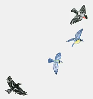 Illustration of woodland birds including Pied flycatcher (Ficedula hypoleuca Illustration of woodland birds including Pied flycatcher (Ficedula hypoleuca
