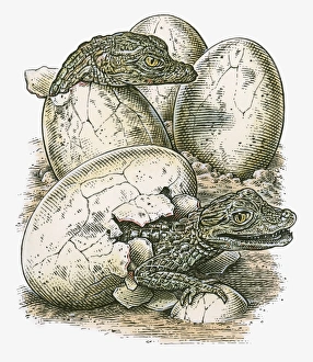 Illustration of young crocodiles hatching from eggs Illustration of young crocodiles hatching from eggs