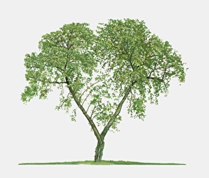 Illustration of Ziziphus zizyphus (Jujube), a small deciduous tree showing summer leaves Illustration of Ziziphus zizyphus (Jujube), a small deciduous tree showing summer leaves