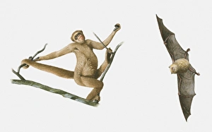 Illustrations of Tube-nosed Fruit Bat (Nyctimene) and Woolly Spider Monkey (Brachyteles arachnoides) Illustrations of Tube-nosed Fruit Bat (Nyctimene) and Woolly Spider Monkey (Brachyteles arachnoides)