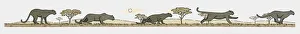 Image sequence illustration of Black Panther (Panthera Onca) running at night Image sequence illustration of Black Panther (Panthera Onca) running at night