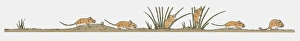 Image sequence illustration of field mice in search of food Image sequence illustration of field mice in search of food