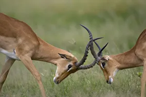 Impala Herd, Chobe National Park, Botswana Impala Herd, Chobe National Park, Botswana