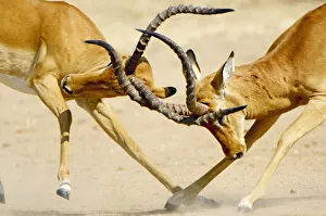 Impala Rams, Ruaha National Park, Tanzania Impala Rams, Ruaha National Park, Tanzania