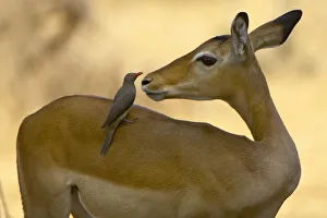 Impala and Red-billed Oxpecker, Ruaha NP, Tanzania Impala and Red-billed Oxpecker, Ruaha NP, Tanzania