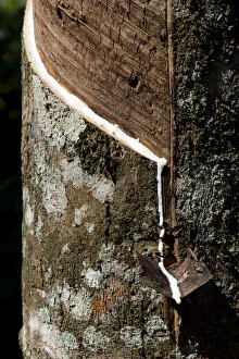 Incised Rubber Tree -Hevea brasiliensis-, natural rubber production on a plantation, Peermade, Kerala, India Incised Rubber Tree -Hevea brasiliensis-, natural rubber production on a plantation, Peermade, Kerala, India