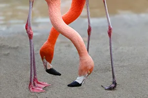 Two down inclined Flamingo necks are crossed Two down inclined Flamingo necks are crossed
