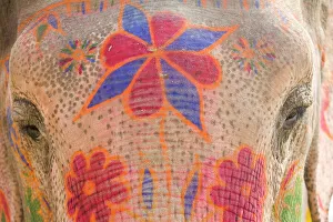 Photographers/peter adams/india allahabad painted elephant close up Photographers/peter adams/india allahabad painted elephant close up