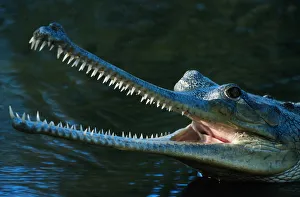 Indian gharial (Gavialis gangeticus) close up, captive, India Indian gharial (Gavialis gangeticus) close up, captive, India