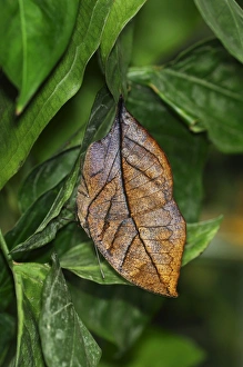 Indian or Malayan Leafwing Butterfly -Kallima paralekta-, the closed wings mimic the shape Indian or Malayan Leafwing Butterfly -Kallima paralekta-, the closed wings mimic the shape