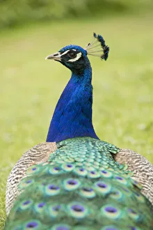 Indian Peafowl or Blue Peafowl -Pavo cristatus-, male, North Rhine-Westphalia, Germany Indian Peafowl or Blue Peafowl -Pavo cristatus-, male, North Rhine-Westphalia, Germany