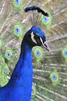 Indian Peafowl -Pavo cristatus-, adult male Indian Peafowl -Pavo cristatus-, adult male