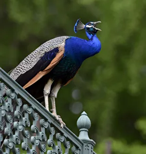Indian peafowl (Pavo cristatus) perching on a fence, Stuttgart, Baden-Wurttemberg, Germany Indian peafowl (Pavo cristatus) perching on a fence, Stuttgart, Baden-Wurttemberg, Germany