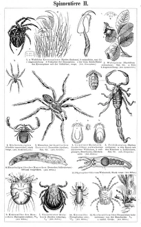 Insects engraving 1895 Insects engraving 1895