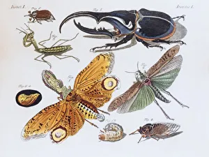 Insects, hand-colored copper engraving from childrens book by Friedrich Justin Bertuch Insects, hand-colored copper engraving from childrens book by Friedrich Justin Bertuch