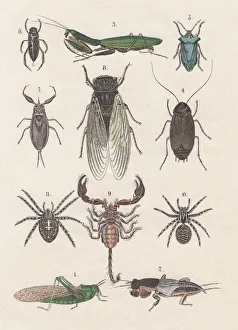 Insects, hand-colored lithograph, published in 1880 Insects, hand-colored lithograph, published in 1880