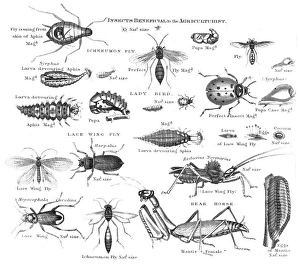 Insects injurious to fruit engraving 1873 Insects injurious to fruit engraving 1873