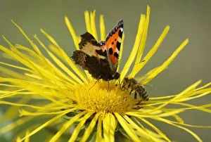 Insects meeting whilst collecting nectar on flower of Elecampane or Horse-heal -Inula Insects meeting whilst collecting nectar on flower of Elecampane or Horse-heal -Inula