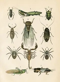 Insects: spider, mantis, cockroach, scorpion engraving 1872 Insects: spider, mantis, cockroach, scorpion engraving 1872