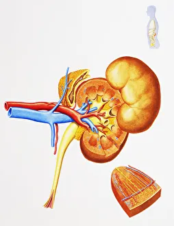 Internal structure of human kidneys, with inset showing medulla Internal structure of human kidneys, with inset showing medulla