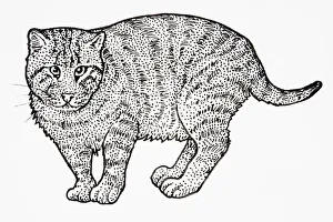 Iriomote Cat (Prionailurus bengalensis iriomotensis or Felis bengalensis iriomotensis or Iriomote Cat (Prionailurus bengalensis iriomotensis or Felis bengalensis iriomotensis or