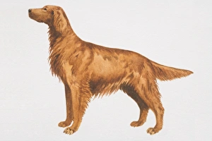 Irish Setter (canis familiaris), side view Irish Setter (canis familiaris), side view