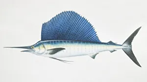 Istiophorus platypterus, sailfish, side view Istiophorus platypterus, sailfish, side view