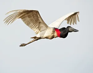 Jabiru Stork (Jabiru mycteria) in flight, Pousada Rio Claro Lodge Jabiru Stork (Jabiru mycteria) in flight, Pousada Rio Claro Lodge