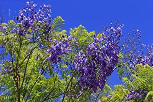 Jacaranda or Blue Jacaranda -Jacaranda mimosifolia-, flowering, blue flowers, Western Cape, South Africa Jacaranda or Blue Jacaranda -Jacaranda mimosifolia-, flowering, blue flowers, Western Cape, South Africa