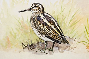Jack snipe (Lymnocryptes minimus), standing, side view Jack snipe (Lymnocryptes minimus), standing, side view