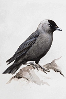 Jackdaw (Corvus monedula), perching on a rock, side view Jackdaw (Corvus monedula), perching on a rock, side view
