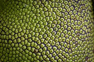 Jackfruit, Jack Tree -Artocarpus heterophyllus-, detail of the fruit, Peermade, Kerala, India Jackfruit, Jack Tree -Artocarpus heterophyllus-, detail of the fruit, Peermade, Kerala, India