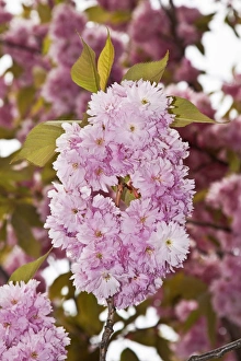 Japanese Cherry or Oriental Cherry -Prunus serrulata-, flowering Japanese Cherry or Oriental Cherry -Prunus serrulata-, flowering