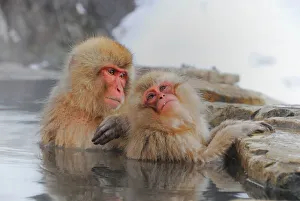 Japanese Macaque in Jigokudani Snow Monkey Park Japanese Macaque in Jigokudani Snow Monkey Park