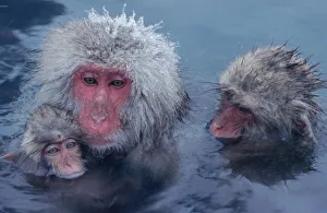Three Japanese macaques (Macaca fuscata) monkeys in hot spring Three Japanese macaques (Macaca fuscata) monkeys in hot spring