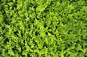 Japanese Pachysandra or Japanese Spurge -Pachysandra terminalis- with raindrops, evergreen ground cover Japanese Pachysandra or Japanese Spurge -Pachysandra terminalis- with raindrops, evergreen ground cover