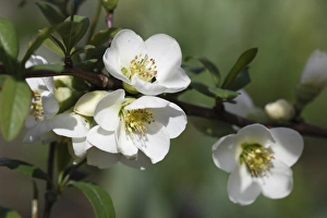 Japanese Quince -Chaenomeles speciosa Nivalis -, garden plant, Germany, Europe Japanese Quince -Chaenomeles speciosa Nivalis -, garden plant, Germany, Europe