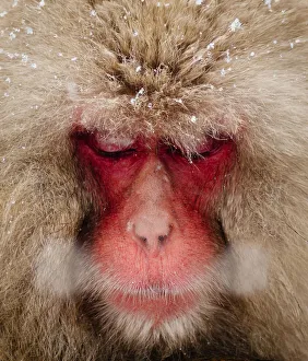 Japanese Snow Monkey breathing in cold winter air Japanese Snow Monkey breathing in cold winter air