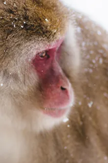 Nature wildlife/snow monkeys yamanouchi japan/japanese snow monkey looking distance Nature wildlife/snow monkeys yamanouchi japan/japanese snow monkey looking distance