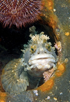 Japanese warbonnet or Fringed blenny -Chirolophis japonicus-, Japan Sea, Primorsky Krai Japanese warbonnet or Fringed blenny -Chirolophis japonicus-, Japan Sea, Primorsky Krai