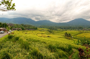 Jatiluwih rice fields