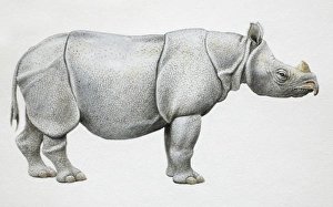 Javan Rhinoceros, Rhinoceros sondaicus, side view Javan Rhinoceros, Rhinoceros sondaicus, side view