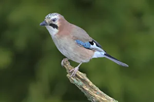 Jay -falco tinnunculus- perched on a branch, Neunkirchen, Siegerland, North Rhine-Westphalia, Germany Jay -falco tinnunculus- perched on a branch, Neunkirchen, Siegerland, North Rhine-Westphalia, Germany