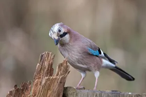 Jay (Garrulus glandarius), Germany