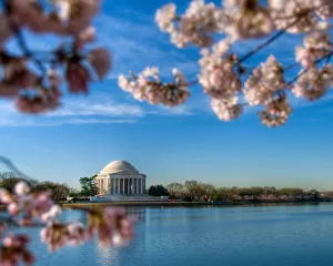 Architecture/iconic buildings world thomas jefferson memorial/jefferson memorial framed cherry blossoms Architecture/iconic buildings world thomas jefferson memorial/jefferson memorial framed cherry blossoms