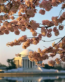 Jefferson Memorial and Tidal Basin with cherry blossoms, Washington, DC Jefferson Memorial and Tidal Basin with cherry blossoms, Washington, DC